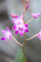 Dendrobium 'dancing flora' orchids