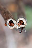 Coccinella 7 punctuate - Hibernating ladybirds in a hollow plant stem