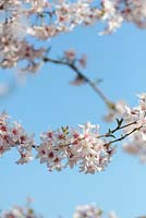 Prunus pendula var. Ascendens Rosea - Japanese Cherry tree