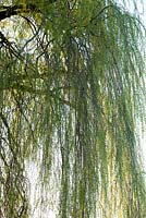 Salix babylonica 'Pendula' - Weeping willow tree