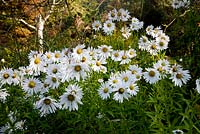 Leucanthemella serotina - Giant Daisy