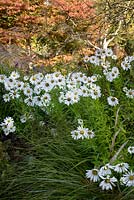 Leucanthemella serotina - Giant Daisy