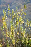 Salix viminalis 'Superwillow' in Autumn