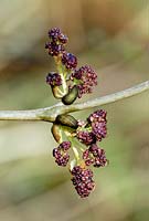 Fraxinus excelsior - Ash flower buds