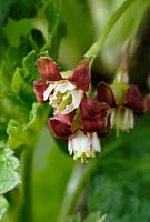 Ribes nidigrolaria - Jostaberry flowers.