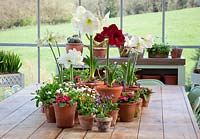 Table arrangement in the glasshouse at Perch Hill. Collection of amaryllis, Bellis perennis and Auriculas in terracotta pots