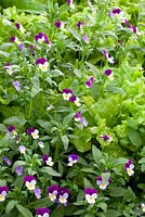 Viola tricolor with Lettuce 'Red Sails' and 'Cocarde' at Perch Hill. Heartsease