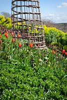 Tulipa 'Ballerina' with Corn Salad, Bordeaux Spinach and Euphorbia wulfenii on the vegetable bank at Perch Hill
