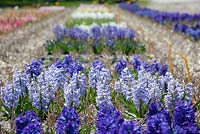 The Hyacinth trial fields at Floratuin Julianadorp. Light blue Hyacinth is Hyacinthus 'City of Bradford'