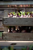 Hyacinth bulbs in wooden trays at Floratuin Julianadorp, Holland