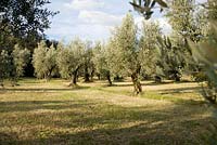 Olive grove 