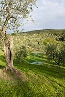 Clear glass cube within olive grove