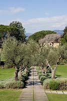 Olea - Olive trees underplanted with Lavandula - Lavender - L'Andana tenuta La Badiola hotel, Grosseto. Maremma, Tuscany
 