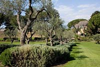 Olea - Olive trees underplanted with Lavandula - Lavender - L'Andana tenuta La Badiola hotel, Grosseto. Maremma, Tuscany 
