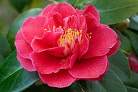 Camellia x williamsii 'William Carlyon'