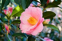 Camellia x williamsii 'Bowen Bryant'