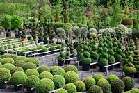 Overview of a plant nursery with Buxus specimens