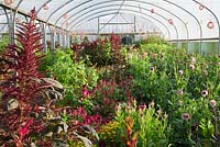 Polytunnel in summer packed with Dahlias, Tithonia rotundifolia, Amaranthus and Celosia