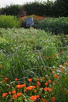 Cutting garden filled with Calendula, Onions, Panicum violaceum  and Nicotiana in early morning sun with antique water bowser - Green and Gorgeous