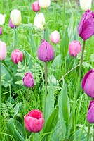 Tulipa in meadow grass - varieties inc T. 'Peerless Pink', T 'Negrita' and T 'Snowstar'