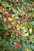 Crataegus monogyna and Rubus fruiticosus - Wild Blackberry and Hawthorn berries in hedgerow