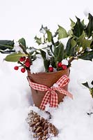Snowy Ilex - Holly in rusty pot with ribbon