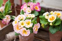 Primula Polyanthus in vintage terracotta pots with gardening utensils displayed in potting shed