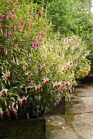 Fuchsia 'Westminster Chimes' in wooden raised beds