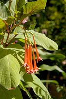 Fuchsia fulgens gesneriana