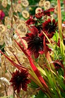 Rudbeckia 'Cherry Brandy' and Imperata cylindrica 'Rubra' - Japanese Blood Grass with backdrop of Lunaria annua - Honesty seed pods