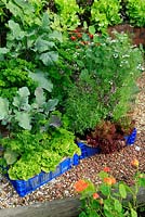 Herbs and vegetables growing in hessian lined, recycled plastic trays on a gravel path - Kohl Rabi 'Kolibri' with Parsley and Lettuce 'Little Gem' alongside Lettuce 'Lollo Rossa' with Saureja hortensis - Summer Savory, Coriander 'Confetti' and Ocimum 'Blue African' - Basil