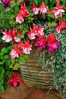 Large flowered Fuchsia 'Spion Kop' (double red and pink) with F. 'New Millennium'  growing in a tall, ribbed terracotta pot with Dichondra 'Silver Falls'