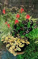 Petunia 'Phantom', Plectranthus ciliatus 'Sasha', Molinia caerulea 'Variegata' and Fuchsia 'Thalia' in terracotta pot