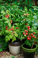 Dwarf bush Cherry Tomato 'Sweet 'n' Neat' ready to pick and growing in glazed pots on gravel path 