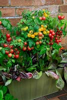 Dwarf bush Tomato 'Sweet 'n' Neat Cherry' and 'Sweet 'n' Neat Yellow' underplanted with Radicchio 'Treviso Precoce Mesola' in a metal trough