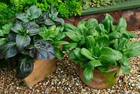 Purple and green leaved Pak Choi growing in terracotta pots on a gravel path