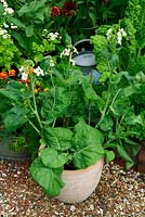 Chinese brocolli 'Kailaan' in leaf and flower growing in a terracotta pot on a gravel path with parsley, feverfew and chard growing in raised beds behind