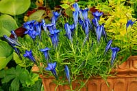 Gentiana 'Blue Silk' flowering on the rim of a square terracotta pot