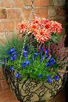 Late summer and autumn hanging basket lined with hessian and planted with Gentiana 'Blue Silk', Festuca glauca 'Elijah Blue', dwarf Dahlia 'Art Deco' and pink Calluna vulgaris - Heathers
