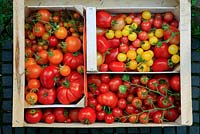 Tomato 'Country Taste' (large beefsteak), 'Sungella', 'Sungold' and 'Conchita', 'Roma' (plum) and 'Sweet 'n' Neat' red and yellow and 'Shirley' and 'Gardeners Delight' (cherry on the vine)