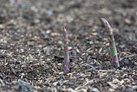 Asparagus officinalis - Asparagus Gijnlim Crowns emerging through soil