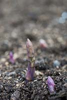 Asparagus officinalis - Asparagus 'Gijnlim Crowns' emerging through soil