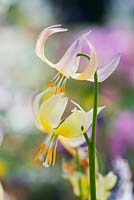 Erythronium 'Joanna' - Trout lily 