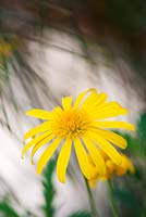 Euryops Chrysanthemoides - African bush daisy