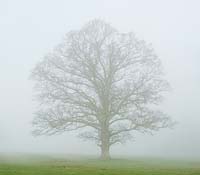 Quercus - Oak tree in the mist 
