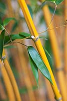 Phyllostachys aureosulcata aureocaulis - Yellow Stem Bamboo