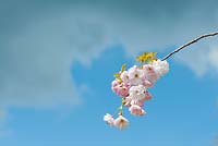 Prunus ichiyo - Flowering Cherry Tree blossom