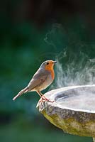 Erithacus rubecula - Robin on bird bath on a cold sunlit morning