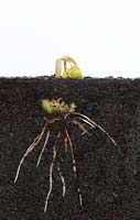 Runner bean 'Scarlet Emperor' seedling and root system in soil behind glass 