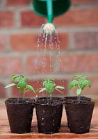 Watering tomato seedlings in biodegradable fibre pots with a watering can